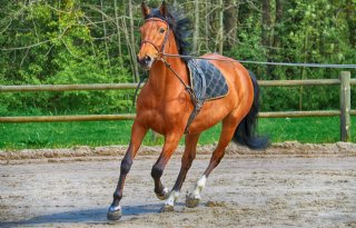 Royal GD vond eerste Tick-Borne Encephalitis (TBE) bij paard