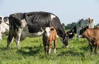 4,5 procent van totale landbouwareaal is biologisch, 15 procentdoel nog ver weg