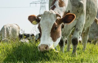 Biologische sector ziet niets in graslandnorm