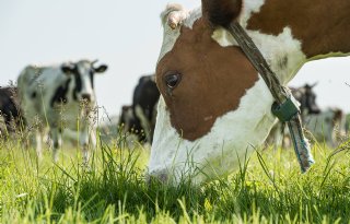 Aantal weide-uren biologische koe daalt door slecht weer