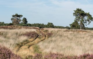 Meer Natura 2000-gebieden onder kritische depositiewaarde