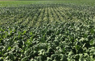 EU coulanter met subsidie voor boeren en telers in weerproblemen