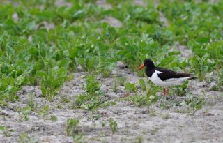 KNMI: landbouwopbrengst in gevaar door toename extreem weer