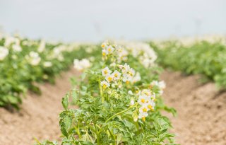 Nieuwe database voor biologisch plantaardig teeltmateriaal