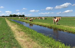 Subsidie voor extensivering melkveehouders in veenweiden en nabij Natura 2000