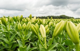 Klijnsma wil minister vragen om verbod gewasbeschermingsmiddelen bollenteelt