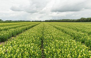 Rechter beperkt middeleninzet in lelieteelt bij Brabantse teler