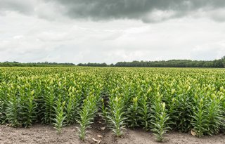 Rechter beperkt inzet middelen lelieteelt bij Brabantse teler