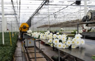 Hogere prijs zorgt voor omzetstijging bloemen bij FloraHolland