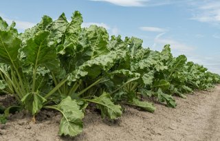 Onzekerheid over productie doet suikerprijs stijgen