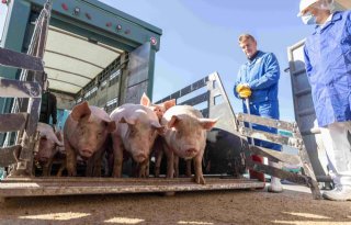 Varkensvleesproductie in EU stijgt weer