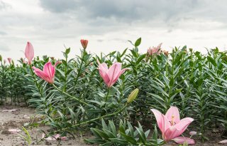 Urgenda wil streep door lelieteelt op lijst rustgewassen