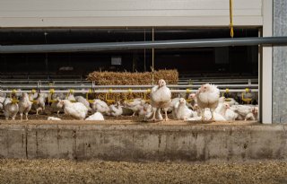 Klimaatsturing bij hitte vergt veel aandacht