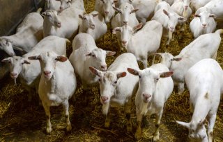 Eerste melkgeitenbedrijf met blauwtong