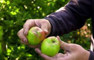 NVWA adviseert negatief over vrijstelling Raptol in fruitteelt