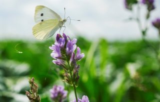 Ook na nieuwe poging België nog geen steun voor natuurherstelwet