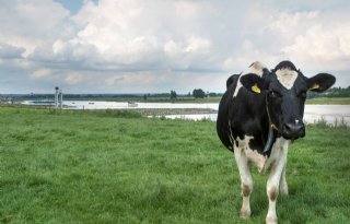 Rijkswaterstaat wil boerenland bij Maas onder laten lopen