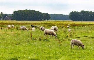 Provincie Drenthe kan nog jaren weinig doen tegen wolf