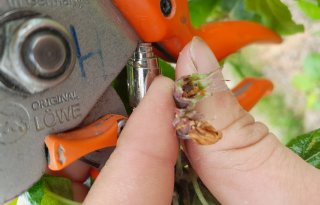 Fruittelers wachten op Raptol: 'Sluit ambtenaren op tot ze eruit zijn'