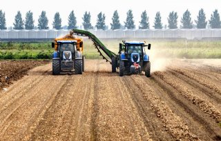 Uienoogst groeit, aardappeloogst neemt af