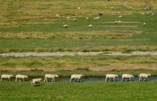 Royal GD meldt acute leverbotinfecties bij schapen