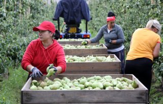 Nederlander eet minder groenten en fruit door inflatie