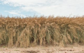 Hogere opbrengsten in rassenproef koolzaad bij SPNA