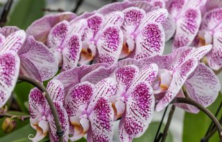 Veredelaar Dümmen Orange verkoopt orchideeënbusiness