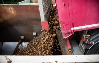 Avebe start met aardappelcampagne