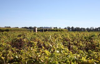 Belgen ontwikkelen methode voor vroege detectie alternaria