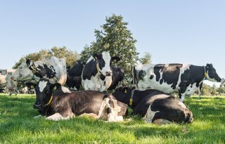 Weidegang staat onder druk door afschaffen van derogatie