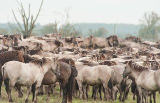 Verplaatsen konikpaarden 'groot risico' voor landbouw