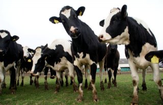 Campagne stimuleert jongvee in de wei