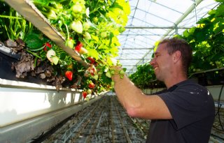 Aardbeien steeds vaker in kas geteeld