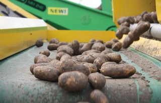 Aardappeloogstraming kleurt Nederland en België rood