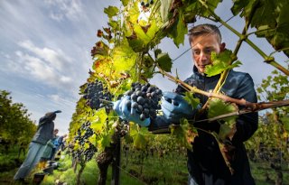 Druivenoogst De Reestlandhoeve goed, maar suzuki-fruitvlieg is probleem