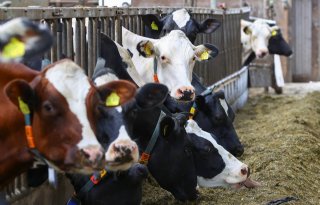 Hogere melkprijzen zijn in aantocht