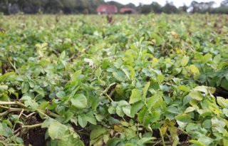 Door aardappelen gericht te bemesten valt winst te behalen