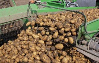 Zomerdip aardappelverwerking lijkt alweer achter de rug