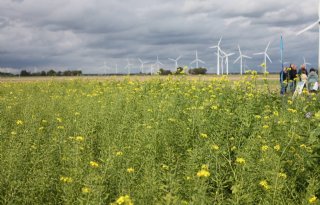 Abab ziet groenbemesters als oplossing voor gevolgen wateroverlast