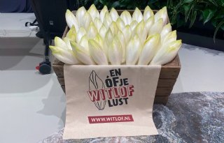 Campagne moet witlofconsumptie boost geven