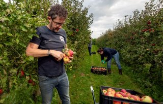 Laatste appelpluk is op veel plekken voor de voedselbank