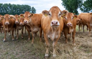 'Natuurinclusief telen is toevoeging voor de omgeving'