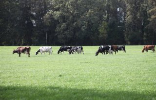 Weidekalender GLB nog niet op schema, andere weideregistratie kan