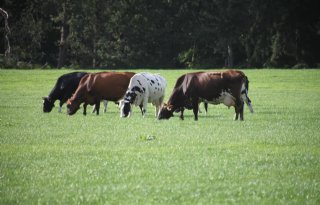 Melkprijs Eko-Holland stijgt verder door