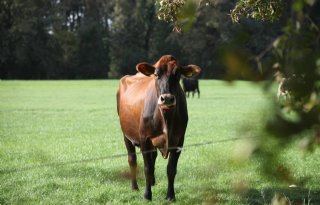 Nieuwe handelssite voor biologische dieren