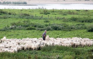 Alleen Limburg nog vrij van blauwtong