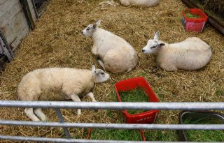 Onderzoek naar antistoffen tegen blauwtongvirus