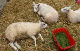 Per dag 1.500 tot 1.800 schapen dood door blauwtong