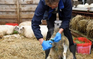 Aantal gevallen van blauwtong neemt af